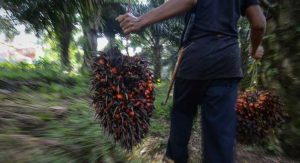 Sumut Salah Satu Daerah Penghasil Kelapa Sawit Terbesar