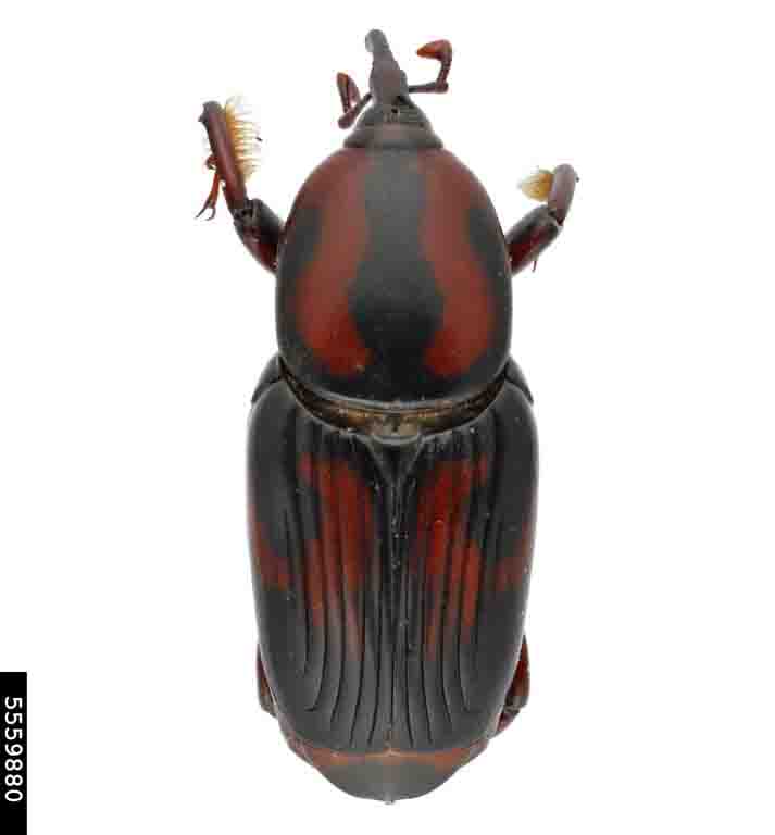 rhynchophorus-cruentatus