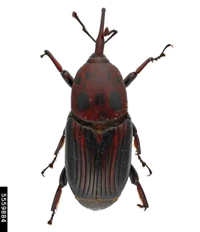 rhynchophorus-ferrugineus
