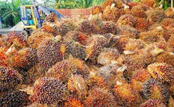 Industri Minyak Kelapa Sawit di Indonesia