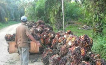 Ekspor Minyak Sawit Indonesia Tumbuh 23% Tertinggi Sepanjang Sejarah