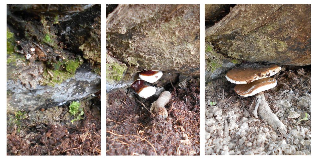 Mengenal Jamur Ganoderma, Gejala dan Cara Penyebaran Jamur Ganoderma