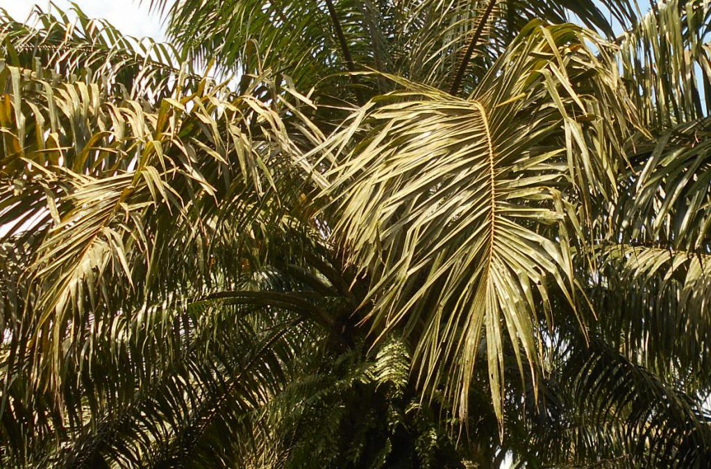 Gejala dan Cara Penyebaran Jamur Ganoderma