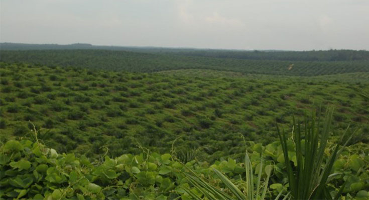 Terbesar indonesia di pulau terdapat sawit kelapa perkebunan di Daerah Perkebunan