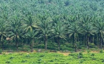luas lahan ideal perkebunan kelapa sawit