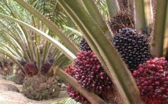Jenis-jenis tanaman kelapa sawit