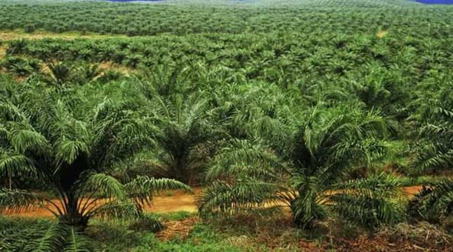 1.532 Hektar Sawit di Aceh Utara Diremajakan