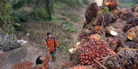 Kementan: Industri Kelapa Sawit Berkontribusi Besar Terhadap Ekonomi