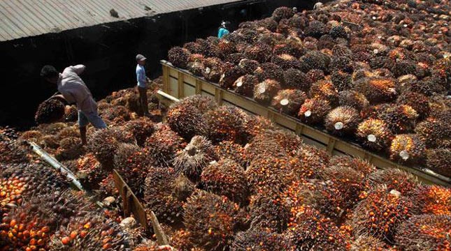 Provinsi Ini Miliki Pabrik Pengolahan Minyak Kelapa Sawit Terbesar