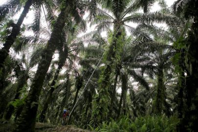 Status Kepemilikan Lahan Hambat Target Peremajaan Kebun Sawit