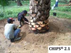 Pengaplikasian CHIPS pada tanaman kelapa sawit