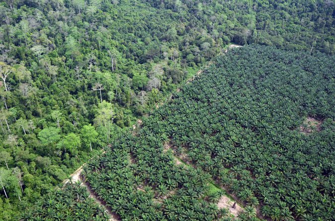 Uni Eropa Gencar Kampanyekan Isu Deforestasi ke Kelapa Sawit