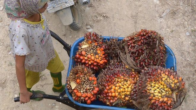 Mengapa pengusaha kelapa sawit Indonesia mengancam perang dagang dengan Uni Eropa