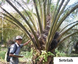 setelah Keberhasilan PKT Meningkatkan Produksi dan Menanggulangi Ganoderma (Tanah Mineral)