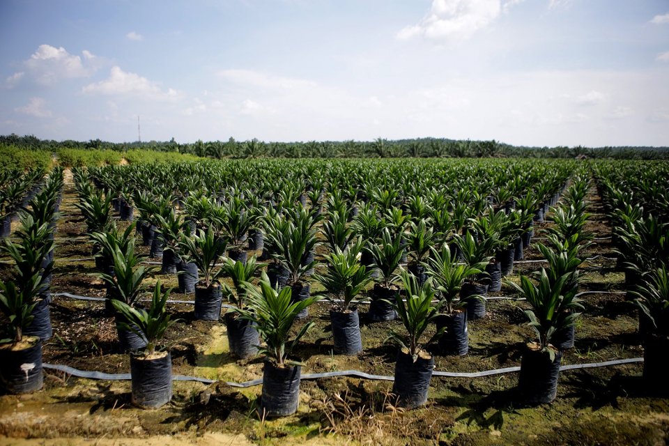 Jokowi Targetkan Peremajaan 25 Ribu Hektare Lahan Sawit di Riau