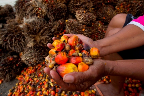 Kelapa Sawit di Indonesia Miliki Potensi Besar, Ini Datanya