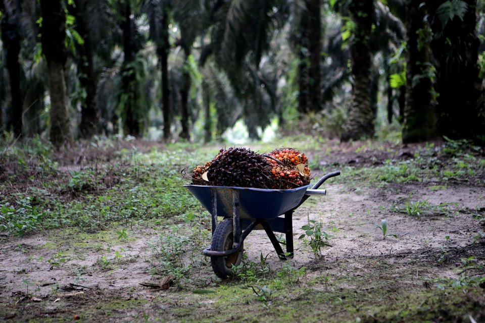 Indonesia Adukan Pembatasan Impor Sawit Eropa 2030 ke WTO