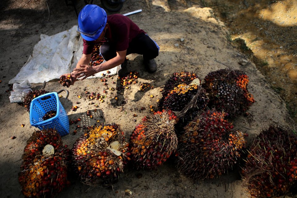 Indonesia Akan Terlibat dalam Kajian Pembatasan Minyak Sawit di Uni Eropa