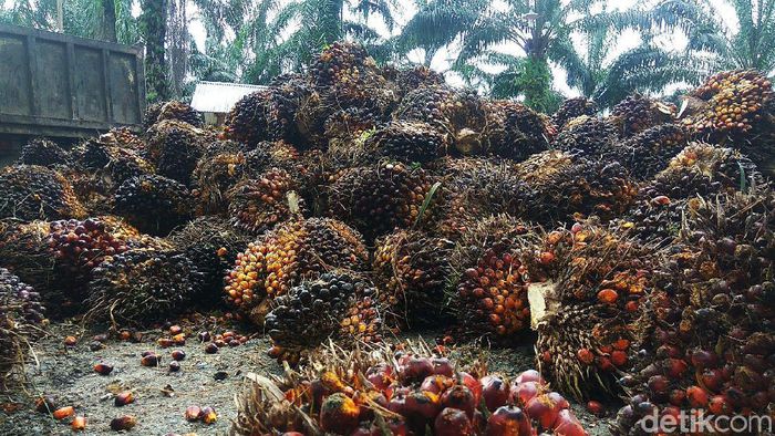 Petani Aceh Curhat Harga Kelapa Sawit Turun