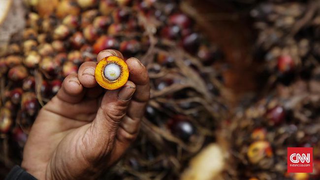 Indonesia Menangkan Gugatan Iklan Minyak Kelapa Sawit di Perancis