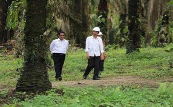 Presiden Jokowi Teken Inpres Moratorium Perkebunan Sawit