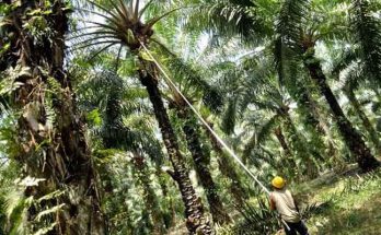 Program Replanting Kelapa Sawit Diminta Dikaji Ulang, Ini Sebabnya