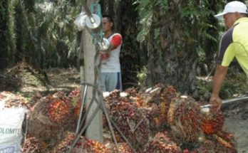Harga Beli Sawit Petani di Belitung Lebih Tinggi, Ini Sebabnya