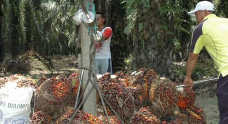 Harga Beli Sawit Petani di Belitung Lebih Tinggi, Ini Sebabnya