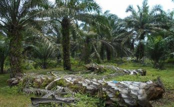 Bahaya Jamur Ganoderma Bagi Perkebunan Kelapa Sawit