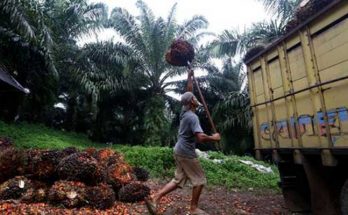 Batang Kelapa Sawit Bisa Untuk Gula Merah, Mebel, dan Kayu Lapis