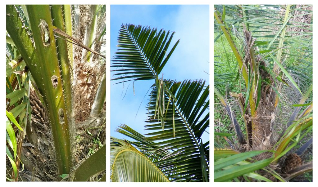 ciri-ciri tanaman kelapa sawit yang terserang kumbang tanduk (Oryctes rhinoceros)