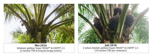 Perbandingan kondisi produktivitas sebelum aplikasi Pupuk MOAF & CHIPS (kiri), dan setelah 2 tahun aplikasi Pupuk MOAF & CHIPS (kanan)