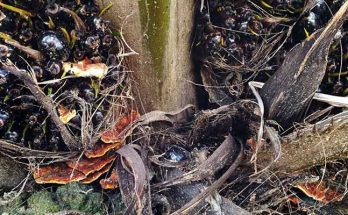 Serangan Ganoderma Pada Tandan Buah Segar Tanaman Kelapa Sawit Menghasilkan Tahun Pertama