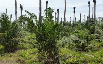 Serangan Ganoderma & Oryctes pada TBM di Areal Underplanting