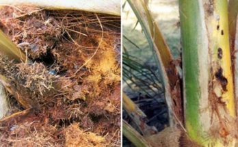Serangan Hama Rhynchoporus vulneratus (Kumbang Merah) Pada Tanaman Kelapa Sawit