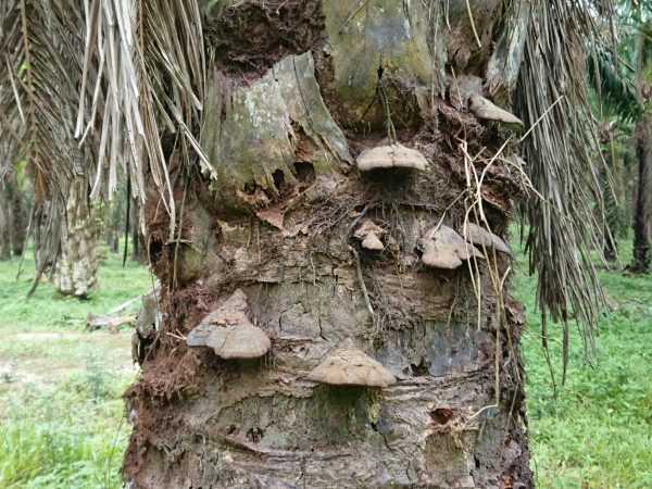 Basidiokarp yang tumbuh pada batang