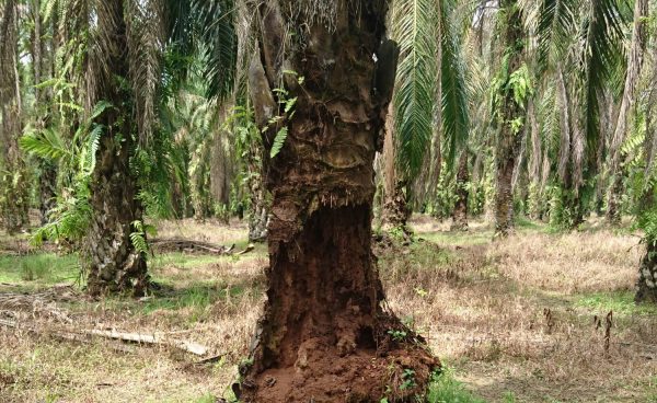 Serangan Ganoderma pada batang pohon sawit
