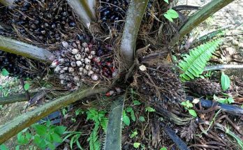 Penyakit Busuk Buah (Marasmius palmivorus) Pada Tanaman Kelapa Sawit