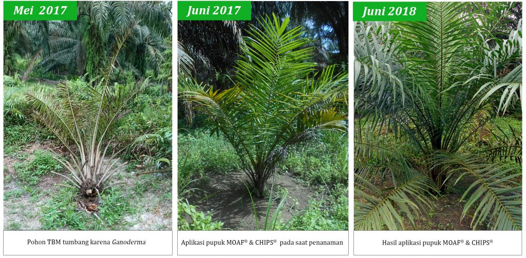 Perbandingan pohon TBM sebelum aplikasi Pupuk MOAF & CHIPS (kiri), 1 tahun setelah aplikasi Pupuk MOAF & CHIPS (tengah), dan 2 tahun setelah aplikasi Pupuk MOAF & CHIPS (kanan)