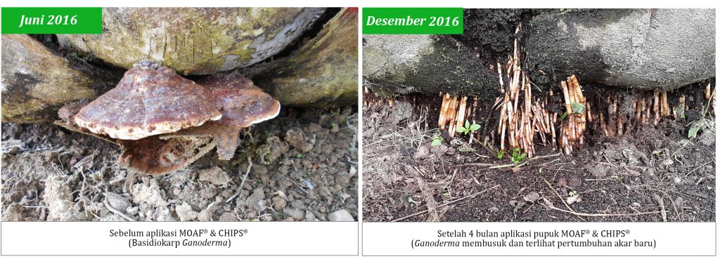 Perbandingan kondisi ganoderma sebelum aplikasi Pupuk MOAF & CHIPS (kiri), dan setelah aplikasi Pupuk MOAF & CHIPS (kanan)