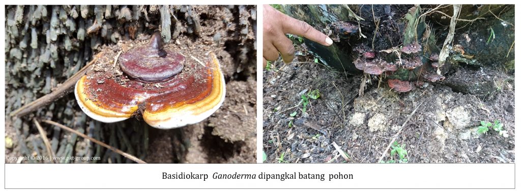 Basidiokarp Ganoderma dipangkal batang pohon kelapa sawit