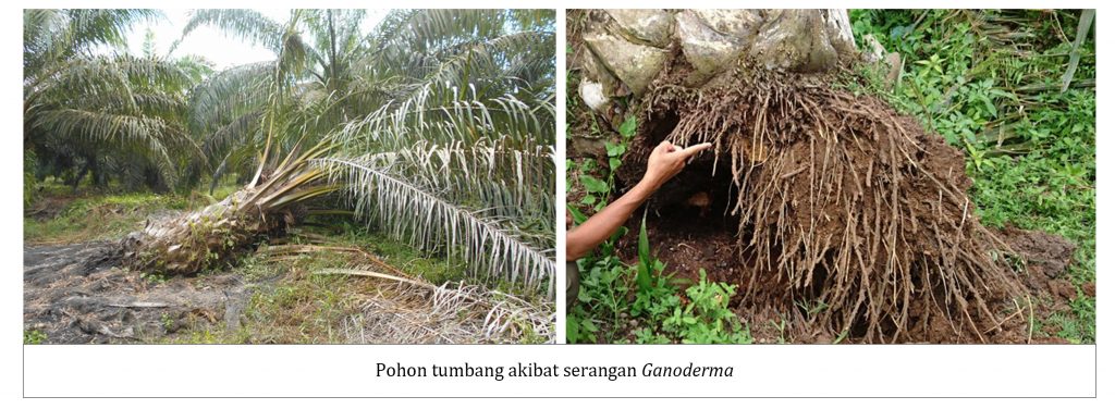 Pohon tumbang akibat serangan Ganoderma pada perkebunan kelapa sawit