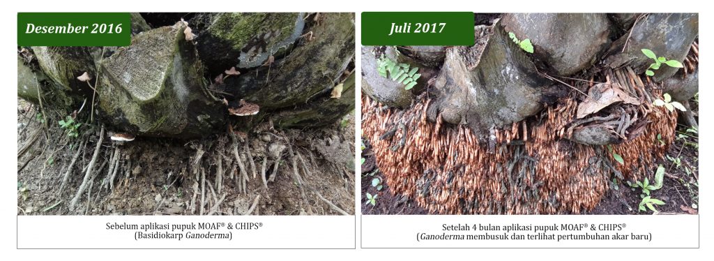 Perbandingan kondisi basidiokarp ganoderma sebelum aplikasi Pupuk MOAF & CHIPS (kiri), dan setelah aplikasi Pupuk MOAF & CHIPS (kanan)