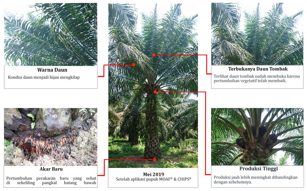 Kondisi daun, akar, dan produktivitas buah sawit setelah penggunaan Teknologi PKT