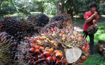 Menghitung Besarnya Kontribusi Industri Sawit Bagi Perekonomian Nasional