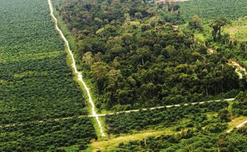 Minyak Sawit Berkelanjutan RSPO Terus Maju Untuk Beri Dampak Positif