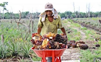 Mudahkan Petani Sawit, Kementan Tengah Siapkan Mobile STDB