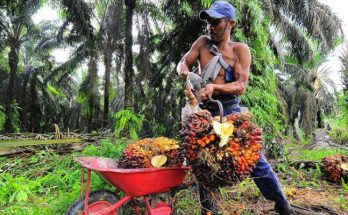 Petani Sawit Buka Suara Terkait Mandatori B30