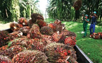 Perhimpunan Eropa: Jawab Tantangan Sustainability pada Industri Sawit Indonesia