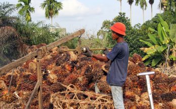 Kelapa Sawit Bantu Penduduk Miskin Dunia